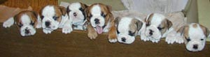 Приглашаем заглянуть на страничку  ПРОДАЮТСЯ ЩЕНКИ - To look a photo of puppies (born 16.11.03)